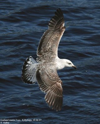 Goland marin, Larus marinus