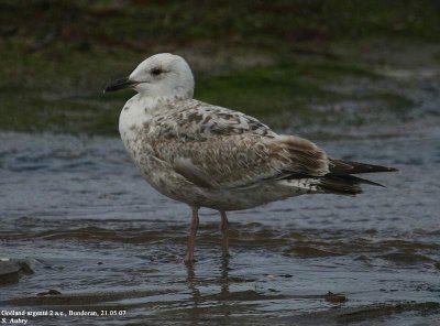 Goéland argenté, Larus argentatus argenteus