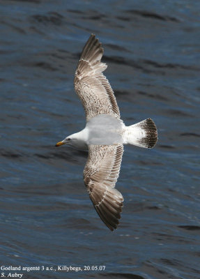 Goland argent, Larus argentatus argenteus