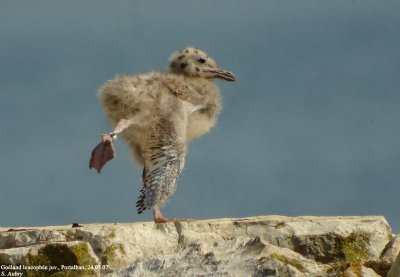 Goland leucophe, Larus michahellis