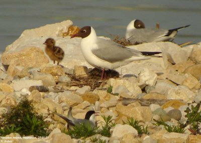 Mouette rieuse, Larus ridibundus