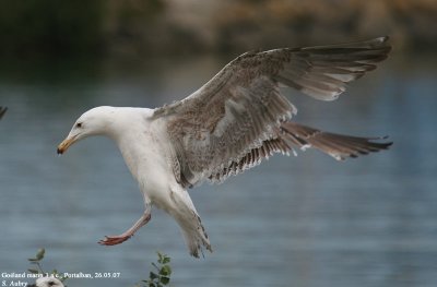 Goland marin, Larus marinus