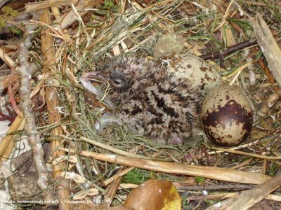 Nests and chicks / Nids et poussins