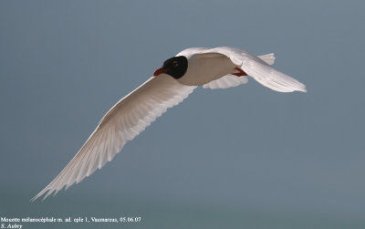 Mouette mélanocéphale, Larus melanocephalus