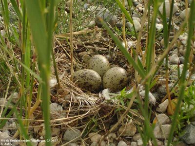 Goland cendr, Larus canus