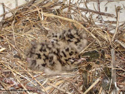 Mouette rieuse, Larus ridibunduss