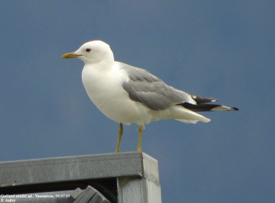 Goland cendr, Larus canus
