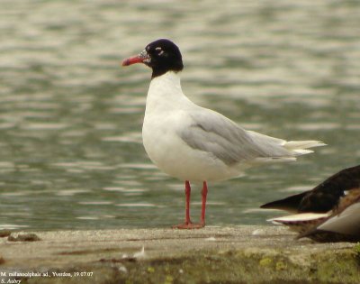 Mouette mélanocéphale, Larus melanocephalus
