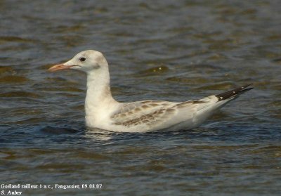 Goland railleur, Larus genei