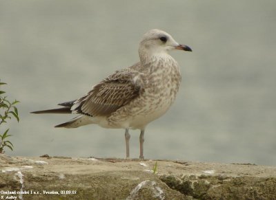 Goland cendr, Larus canus