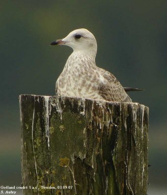 Goland cendr, Larus canus