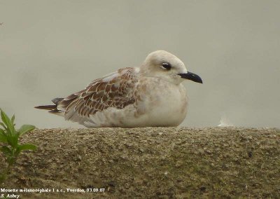 Mouette mélanocéphale, Larus melanocephalus