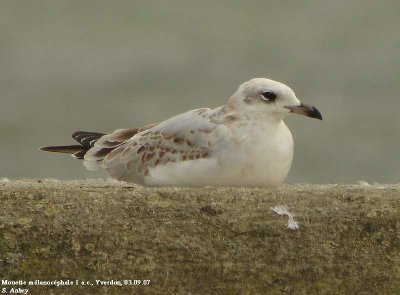 Mouette mélanocéphale, Larus melanocephalus