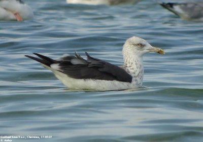 Goland brun, Larus fuscus