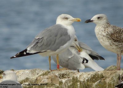 Goéland leucophée, Larus michahellis
