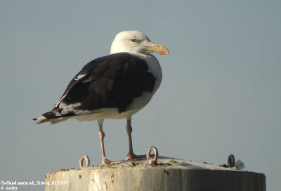 Goland marin, Larus marinus