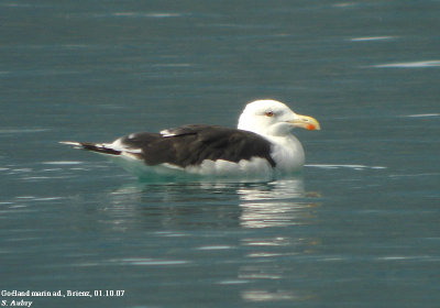 Goland marin, Larus marinus