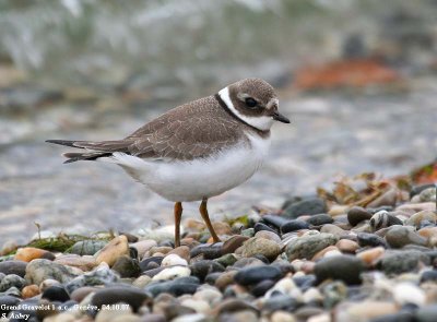 Grand Gravelot, Charadrius hiaticula