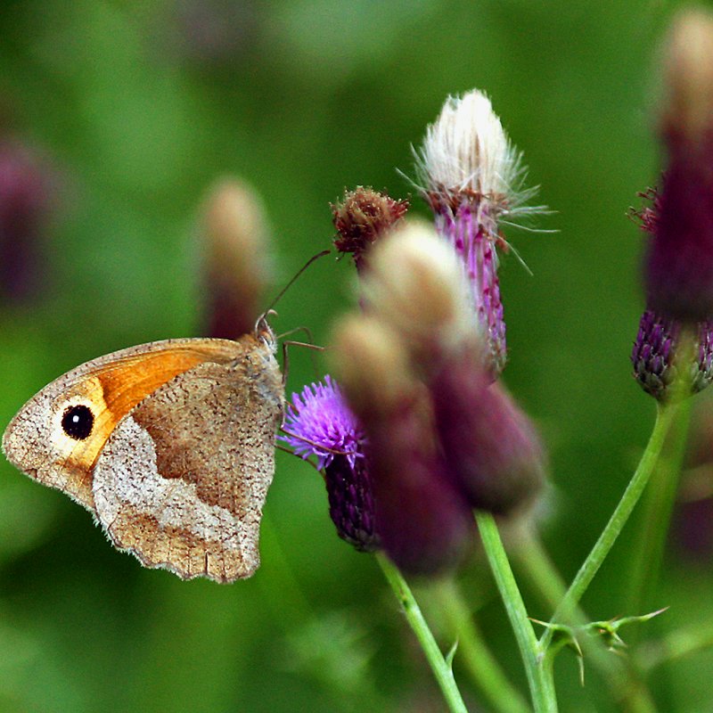 bough beech butterfly.jpg