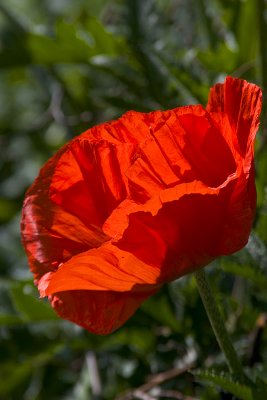 CRW_7985.jpg