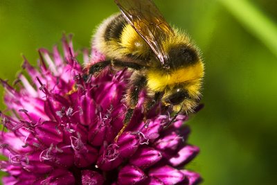 CRW_8740.jpg
