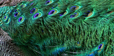 claremont peacock feathers.jpg