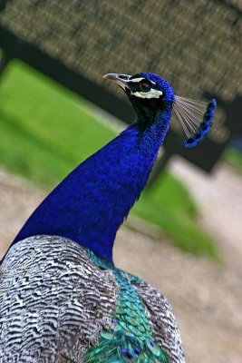 groombridge peacock.jpg