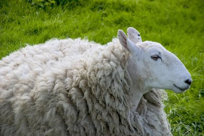 wimpole sheep.jpg