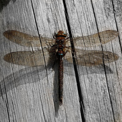 bough beech dragonfly.jpg