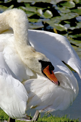 sheffield park swan.jpg