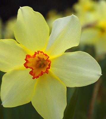 1419-v sheffield park garden.jpg