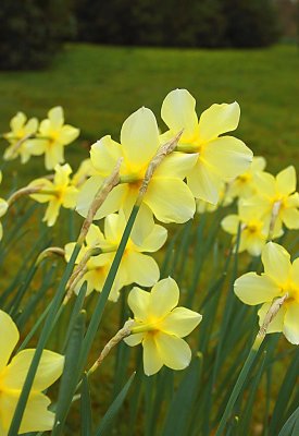 1426-v sheffield park garden.jpg