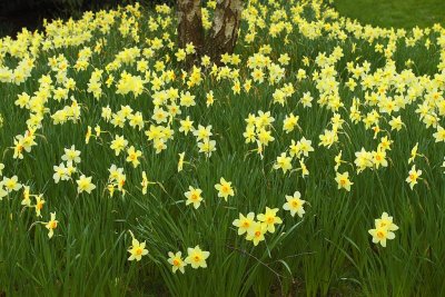 1434-v sheffield park garden.jpg