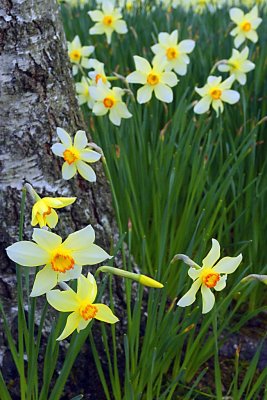 1438v sheffield park garden.jpg