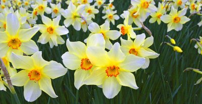 1441v sheffield park garden.jpg