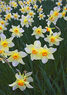 1442v sheffield park garden.jpg