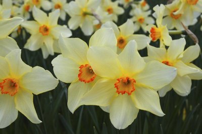 1440 sheffield park garden.jpg