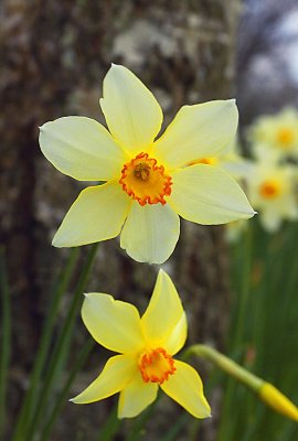 1435-v sheffield park garden.jpg