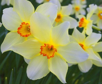 1446v sheffield park garden.jpg