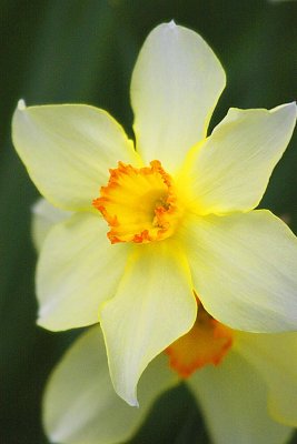 1591v sheffield park garden.jpg