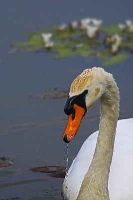 1597v sheffield park garden.jpg
