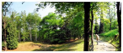 Panorama of a wood