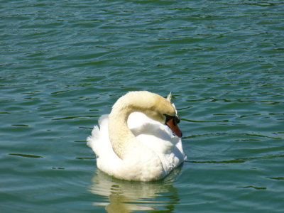 Swan at Lost Lagoon
