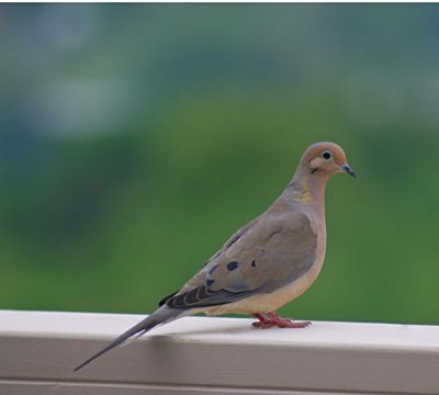 Pigeon