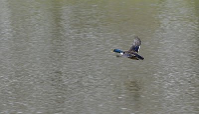 Duck in Flight