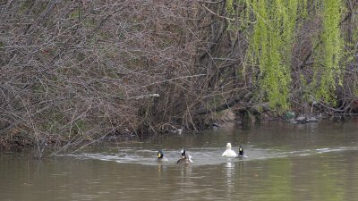 Ducks Out For A Swim