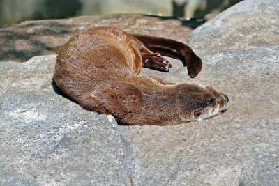 Lazy Otter