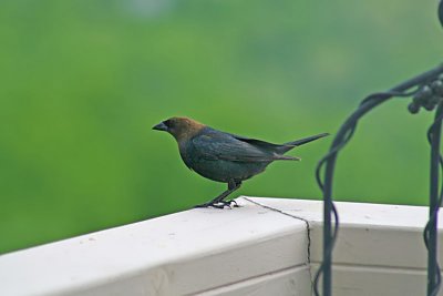 Cowbird.jpg