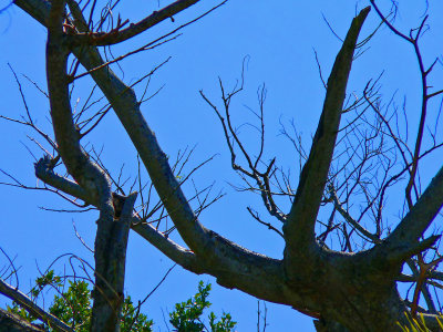 Tree.jpg