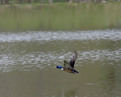Mallard